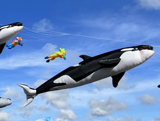 「大鯨旗．大成功」2025成功鎮風箏節...