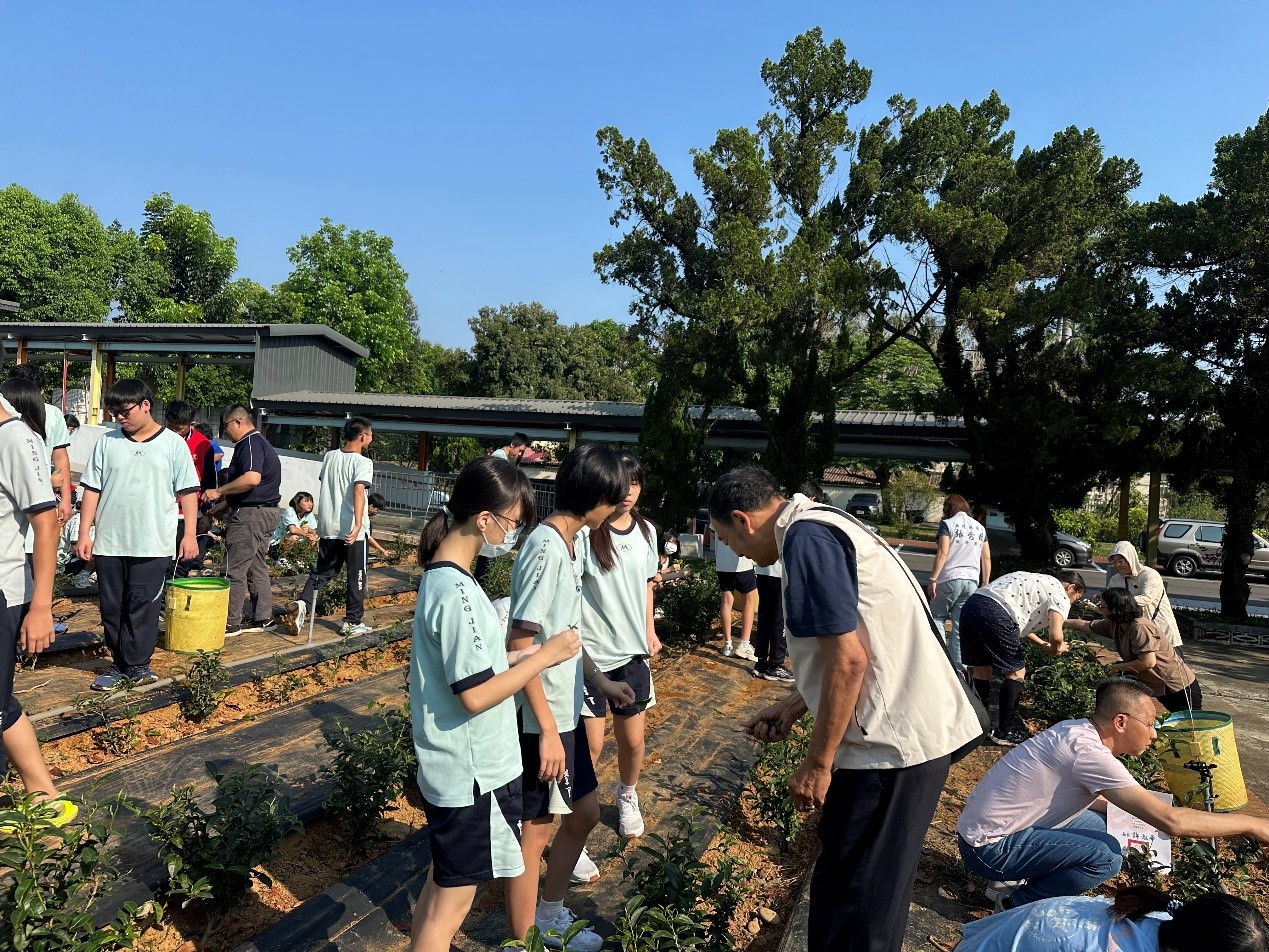 名間國中「翠玉茶園」首採，科技與傳統共...